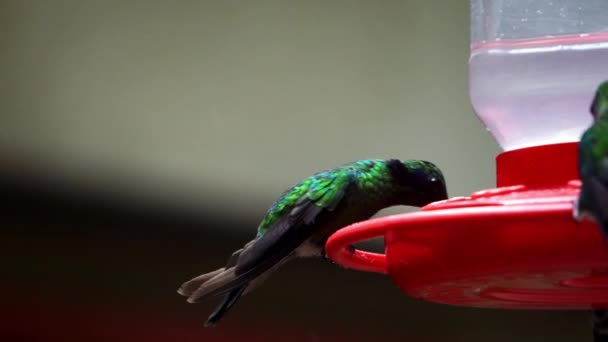 Hummingbirds Minebirds Native Americas Colibri Trochilidae Extreme Close — Stockvideo