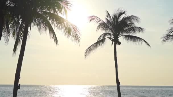 California Sunset Beach Backlit Palm Trees — Video Stock
