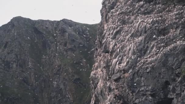 Flock Sea Sole Birds Nesting Cliff Side Norway Runde Slow — Stockvideo