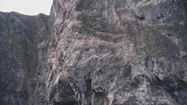 Endless Number Sea Sole Birds Flying Nesting Rocky Cliff Norway — Video