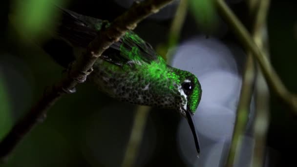 Extreme Close Humming Bird Vibrant Green Calibri Natural Tropical Jungle — Wideo stockowe