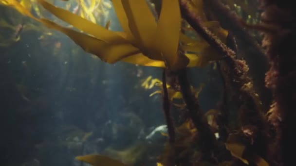 Cinematic Underwater Shot Growing Seaweed Sunshine Glowing — Stok video