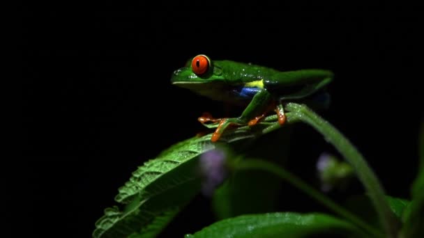 Red Eyed Tree Frog Agalychnis Callidryas Slow Motion Detailed Close — Stok Video