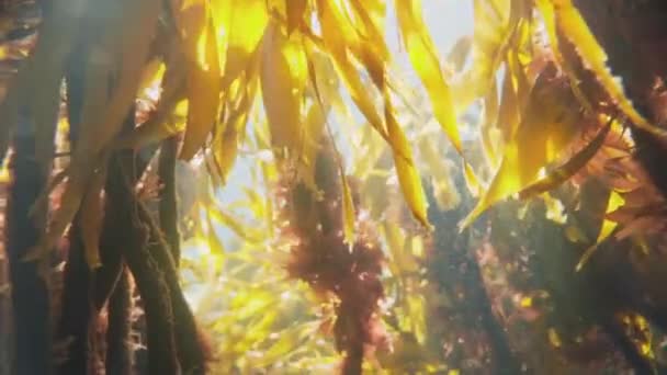 Bright Sunshine Glowing Dense Underwater Seaweed Forest — Vídeo de stock