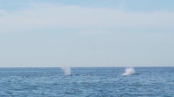 Two Big Humpback Whales Breach Come Air Surface Dive Back — Vídeos de Stock