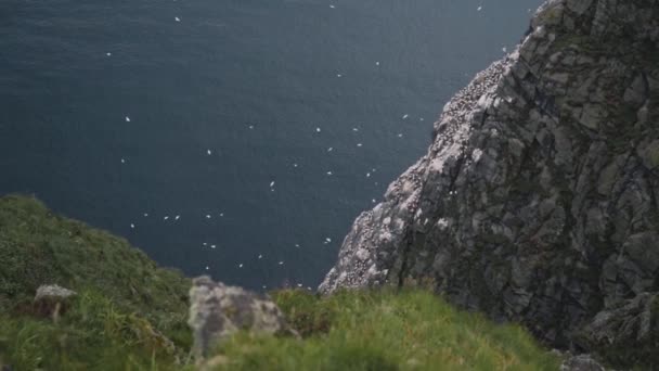 View Top Fjord Lake Water Flying White Sea Sole Birds — Stok video