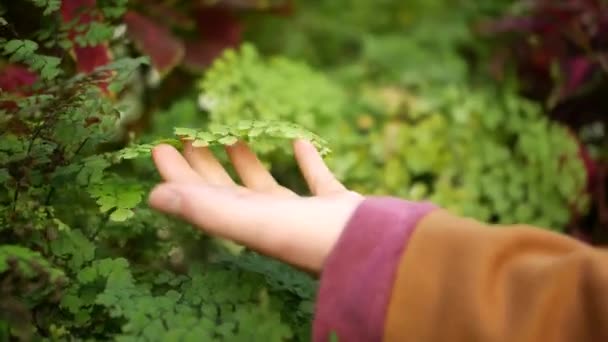 Woman Hand Touching Some Leafs Gently — Stockvideo