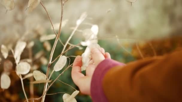 Focus Pull Lady Hand Touching Silver Dollar Plant Softly — Vídeo de Stock