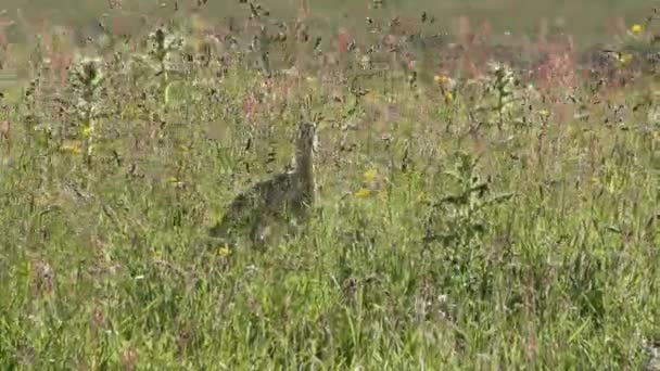 Juvenile European Curlew Walking Tall Wildflower Meadow — Vídeo de Stock