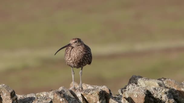 Eurasian Curlew Perched Dry Stone Wall North Pennines — Stock Video