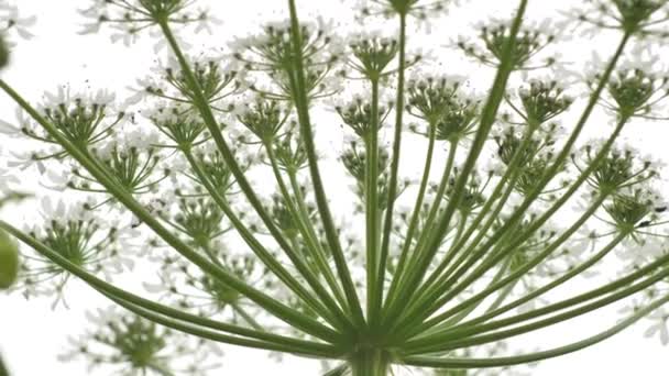 Giant Hogweed Large White Flowers Heracleum Manteggazzianum Dangerous Allergic Cow — 图库视频影像