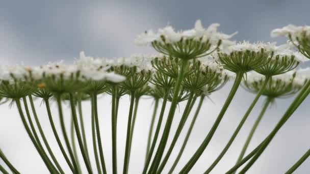 Giant Hogweed Large White Flowers Heracleum Manteggazzianum Dangerous Allergic Cow — Wideo stockowe