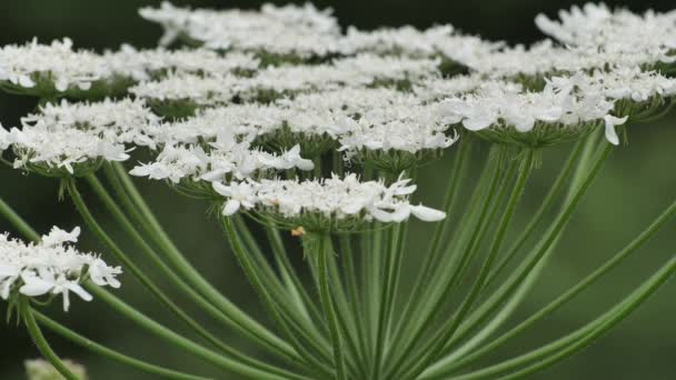 Giant Hogweed Large White Flowers Heracleum Manteggazzianum Dangerous Allergic Cow — Stock videók