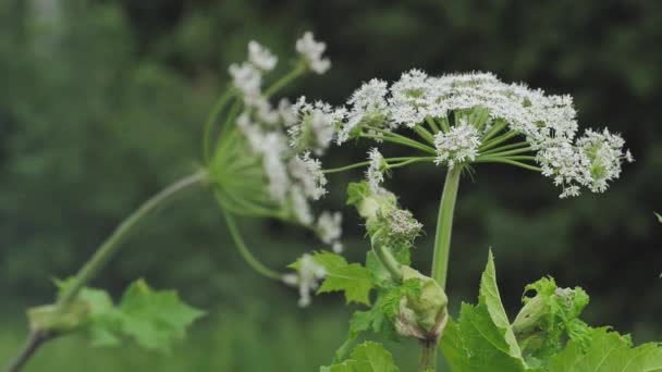 Giant Hogweed Large White Flowers Heracleum Manteggazzianum Dangerous Allergic Cow — Vídeo de Stock