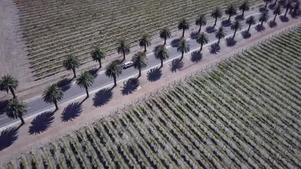 Vehicles Driving Famous Seppeltsfield Road Surrounded Vineyard Palm Trees Australia — Stok video