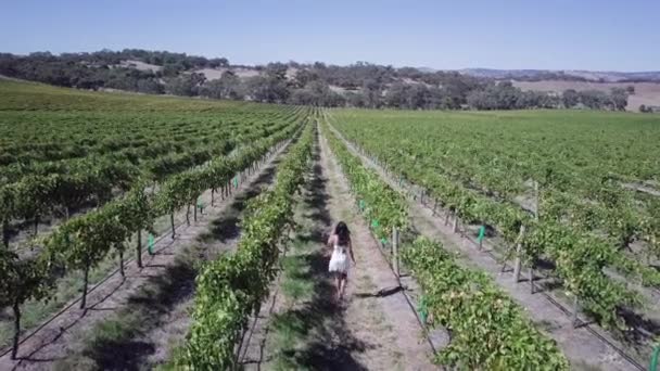 Young Girl Summer Dress Walking Vineyards Winemaking Farmland Barossa Valley — Vídeo de Stock