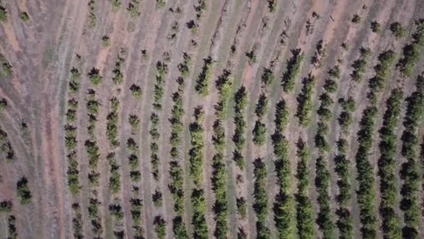 Bird Eye View Vines Winery Barossa Valley Adelaide Australia Aerial — Stockvideo