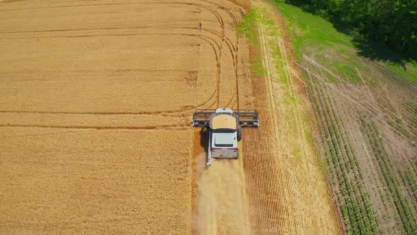 Aerial Drone Shot Looking Combine Harvesting Wheat Field Rural Ohio — Stockvideo