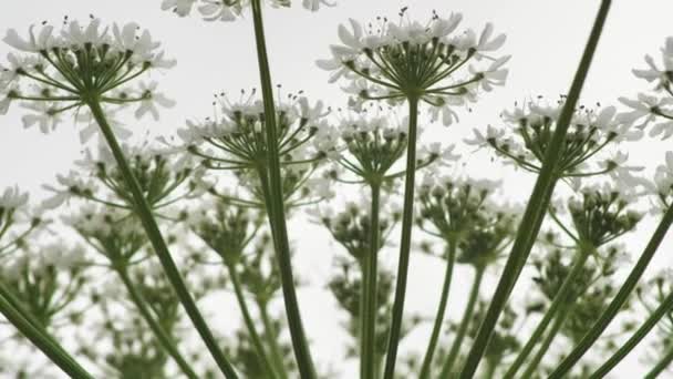 Giant Hogweed Large White Flowers Heracleum Manteggazzianum Dangerous Allergic Cow — Stockvideo