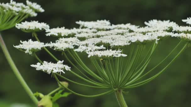 Giant Hogweed Large White Flowers Heracleum Manteggazzianum Dangerous Allergic Cow — Vídeos de Stock