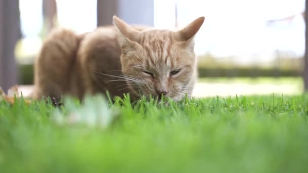 Close Yellow Tabby Cat Eating Grass Garden — Stock video