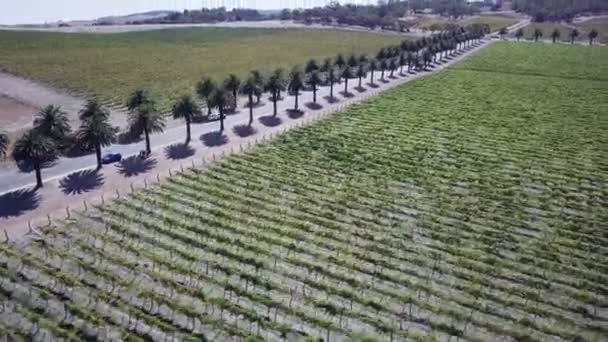 Palm Tree Lined Seppeltsfield Road Vehicle Driving Barossa Valley Adelaide — 비디오