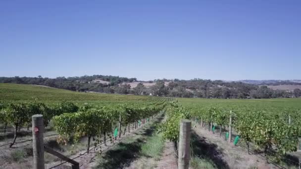 Rows Vines Winery Barossa Valley Adelaide Australia Aerial Drone Shot — 비디오