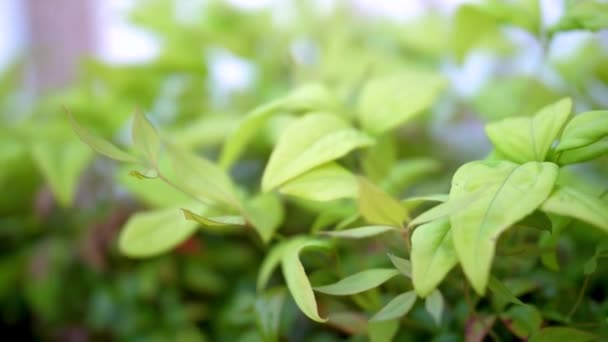 Beautiful Green Plant Spring Subtle Breeze — Stok Video
