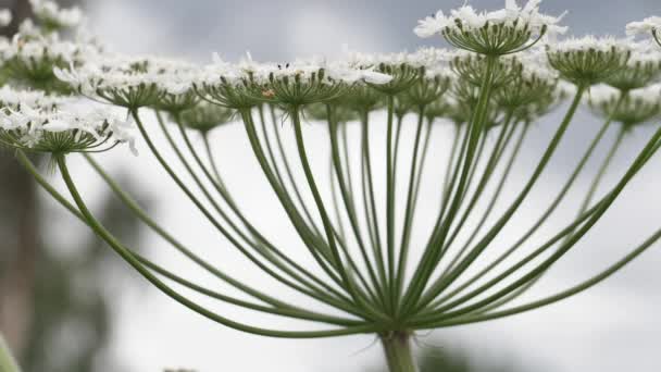 Giant Hogweed Large White Flowers Heracleum Manteggazzianum Dangerous Allergic Cow — 图库视频影像