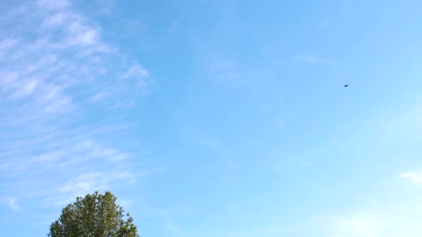Single Tree Bird Souring Beautiful Blue Summer Sky — Stock videók