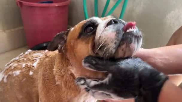Wrinkly Face British Bulldog Sticking Out Its Tongue Enjoying Good — Vídeo de Stock