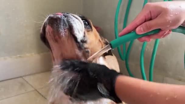 Caring Pet Owner Use Water Pipe Spray Rinse Wash Out — Vídeo de Stock