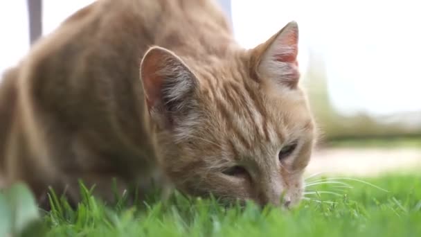 Adorable Cat Sniffing Grass Garden Close — Stock video