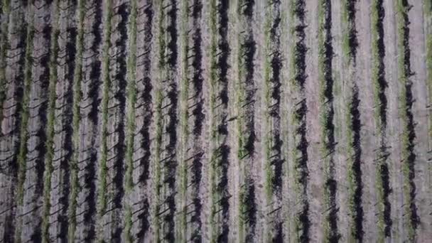 Topdown Woman Amidst Vast Farmland Winery Barossa Valley Adelaide South — 비디오