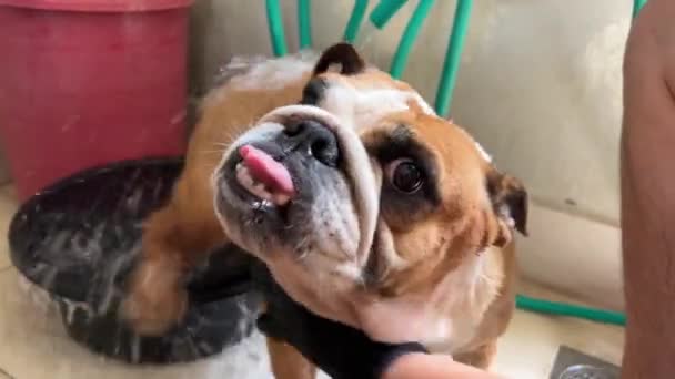 Olde Beefy British Bulldog Sticking Out Its Tongue Enjoying Cold — Vídeo de Stock
