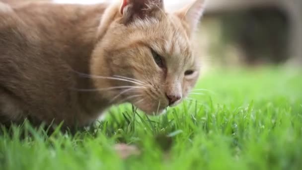 Ginger Tabby Cat Eating Green Grass Garden Close — Stock video