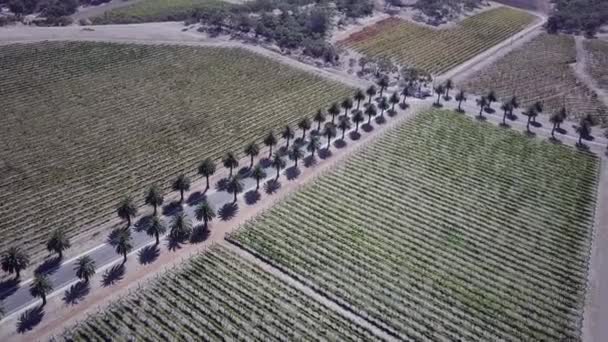 Vehicles Driving Palm Lined Road Barossa Valley South Australia Aerial — Stock videók