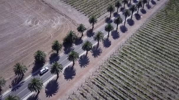 Aerial View Vehicle Driving Seppeltsfield Road Barossa Valley Adelaide Australia — 비디오