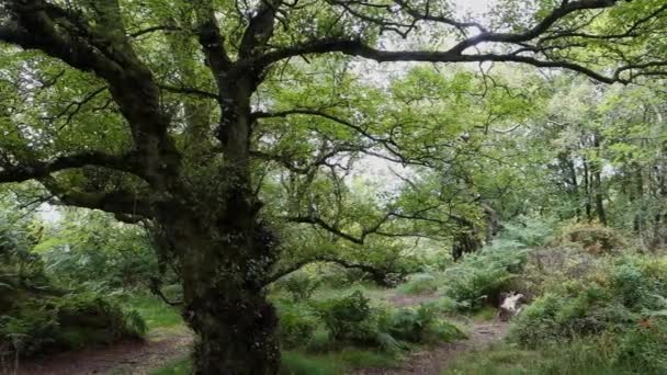 Sunlight Filtering Though Trees Woodland Glade Pathway Meanders Trees Suggesting — Stock video