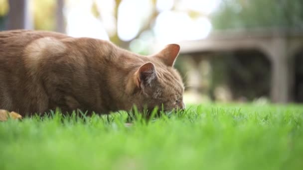Cat Eating Food Grass Close — Stock video
