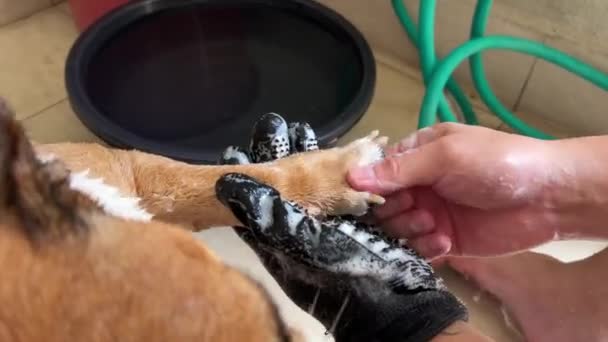 Pet Owner Giving Its Buddy British Bulldog Good Shower Rubbing — Stockvideo