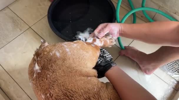 Pet Owner Giving Its Pet British Bulldog Good Shower Massage — Wideo stockowe