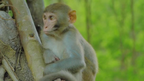 Soft Tender Clam Tree Monkey Primate Mimics Some Humankind Best — Stockvideo