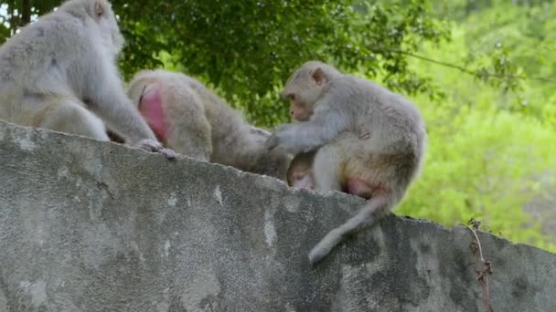 Meticulous Grooming Habits Monkeys Who Gets Groom Rear Monkey Baby — Stockvideo