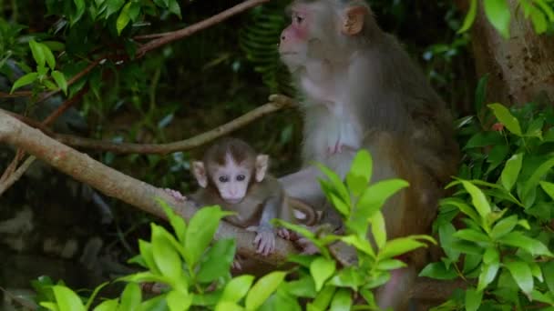 Baby Monkey Wildly Scratches Its Own Back Its Mother Looks — стоковое видео