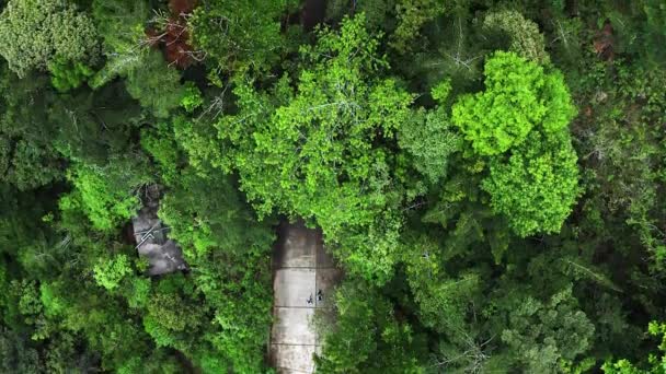 Drone Powiadomienie Ludzi Określających Się Dense Forest Pojazdy Pojazdu — Wideo stockowe