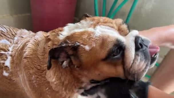 Loving Pet Owner Giving Its Adorable Pet English Bulldog Fresh — Vídeo de Stock