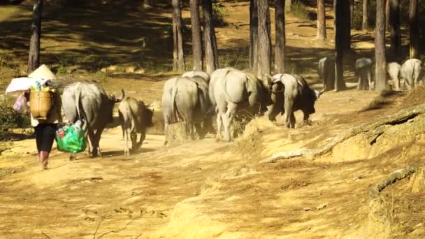 Southeast Asian Villager Walking Herd Buffaloes Countryside Dirt Road — Video Stock