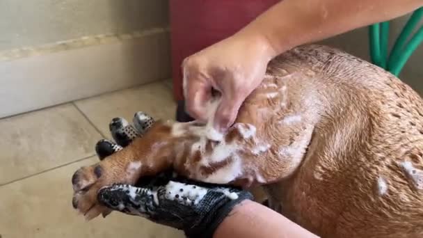 Pet Owner Giving Its Buddy British Bulldog Good Shower Bubbles — Stockvideo