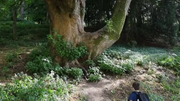 Boy Walking Large Tree Woodland Setting — Stockvideo